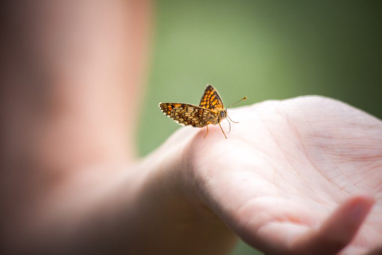 מודול 1 close up of beautiful butterfly on a arm hand of young woman