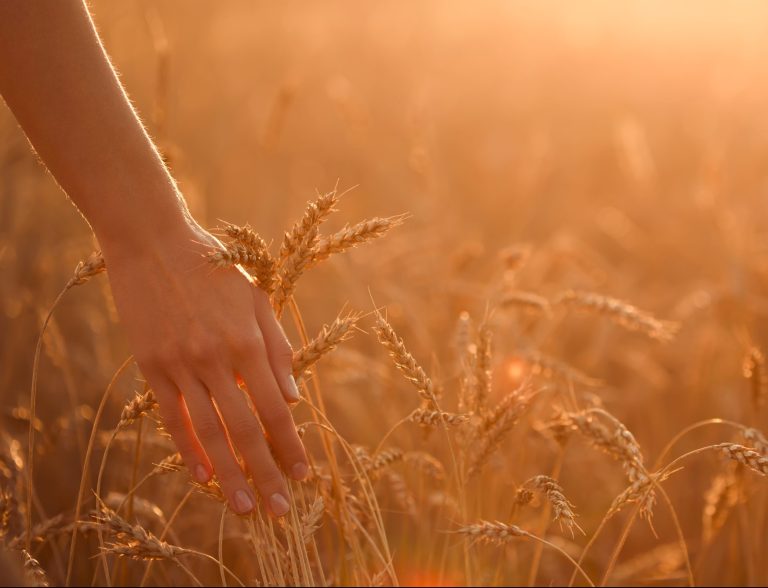 הסמכת מטפלים בשיטת לוהאר טיקה ת'רפי Woman's hand touch wheat ears at sunset.