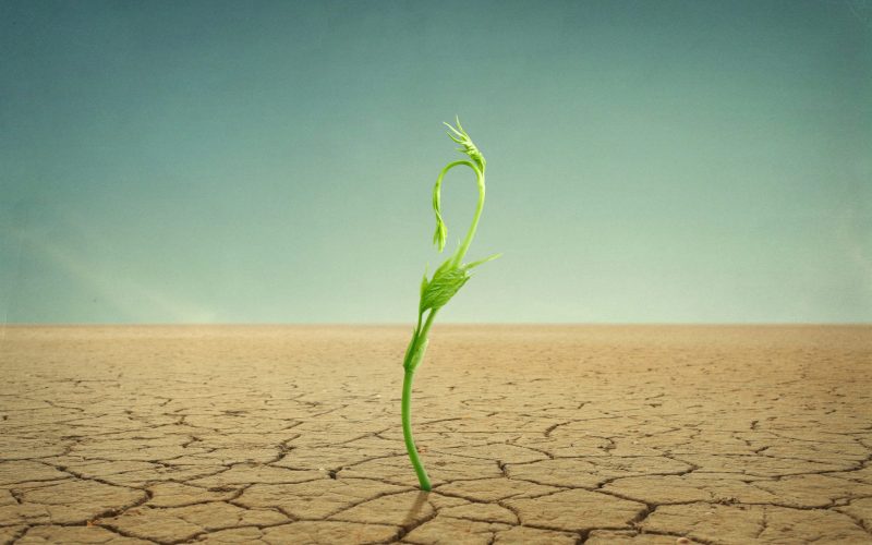 sprout in desertphoto compilation. photo and hand-drawing elements combined. The grain and texture added.