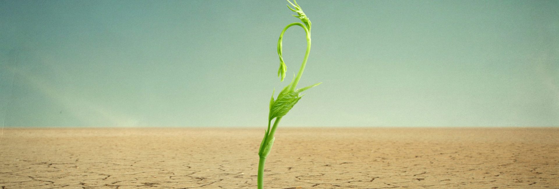 sprout in desertphoto compilation. photo and hand-drawing elements combined. The grain and texture added.