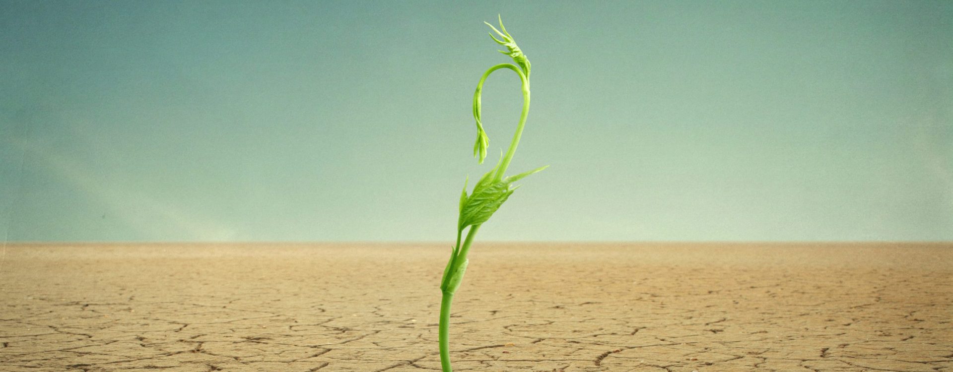 sprout in desertphoto compilation. photo and hand-drawing elements combined. The grain and texture added.