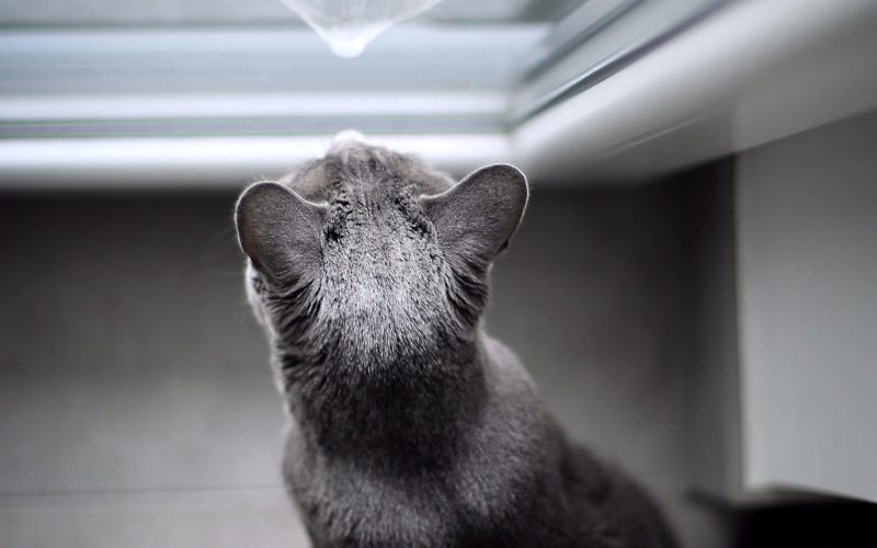 pexels-amelie-3525298