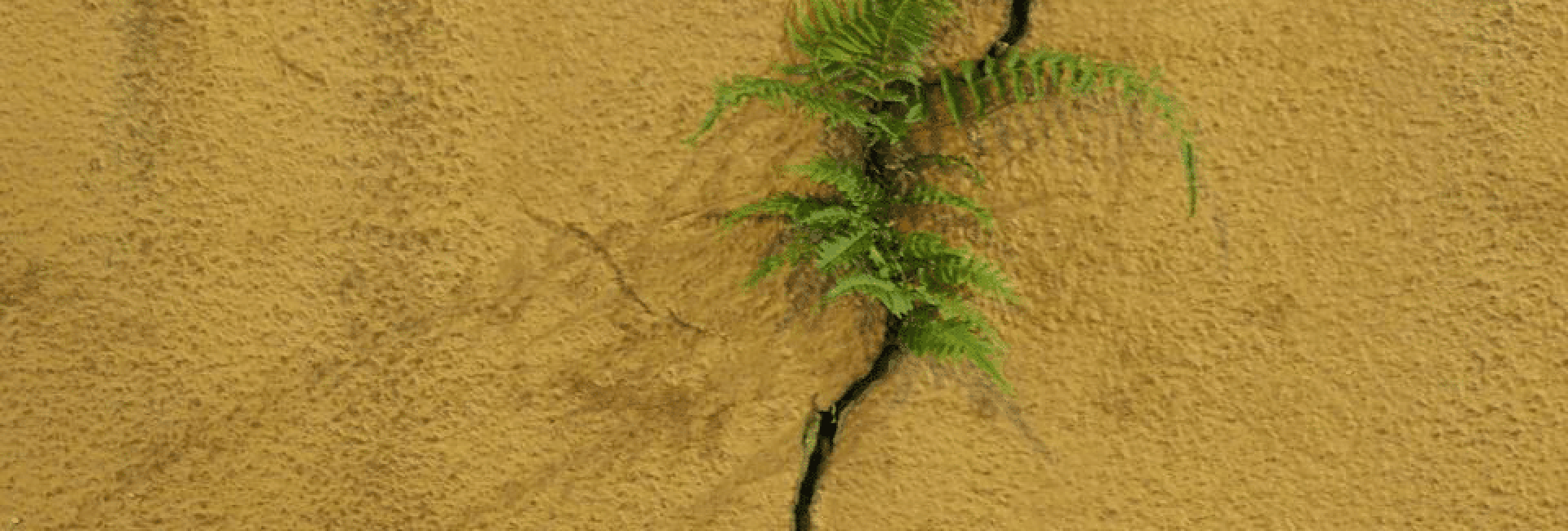 מטראומה ושבר לריפוי והתחדשות