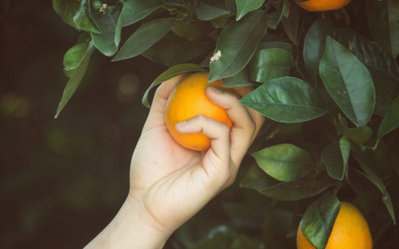 מעול לאור - לוהאריה