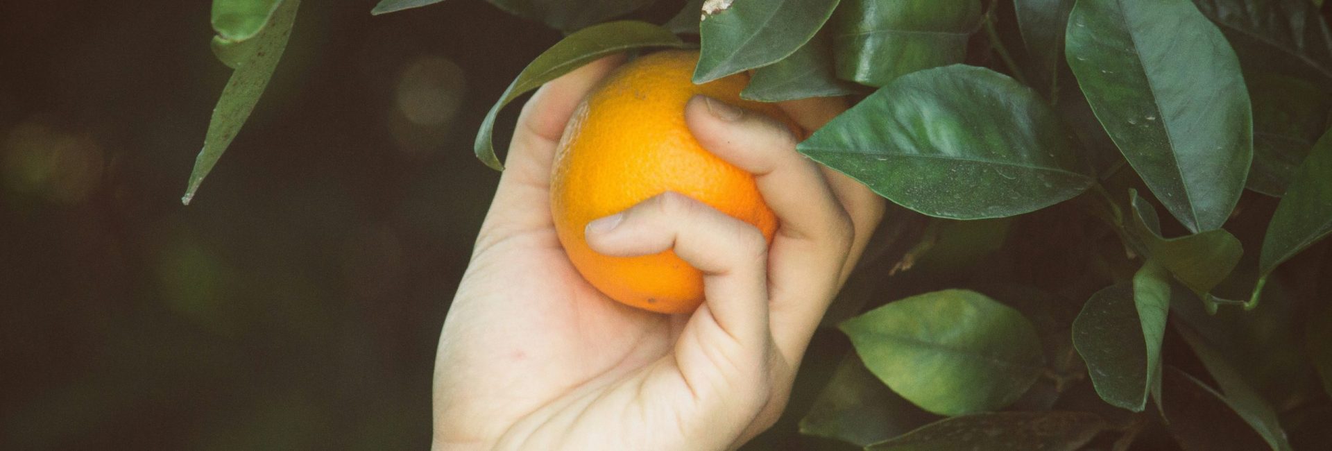 מעול לאור - לוהאריה